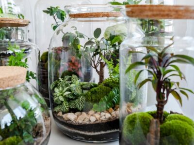 Terrarium Plants Cultivation