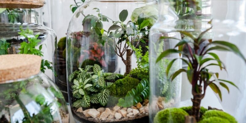 Terrarium Plants Cultivation