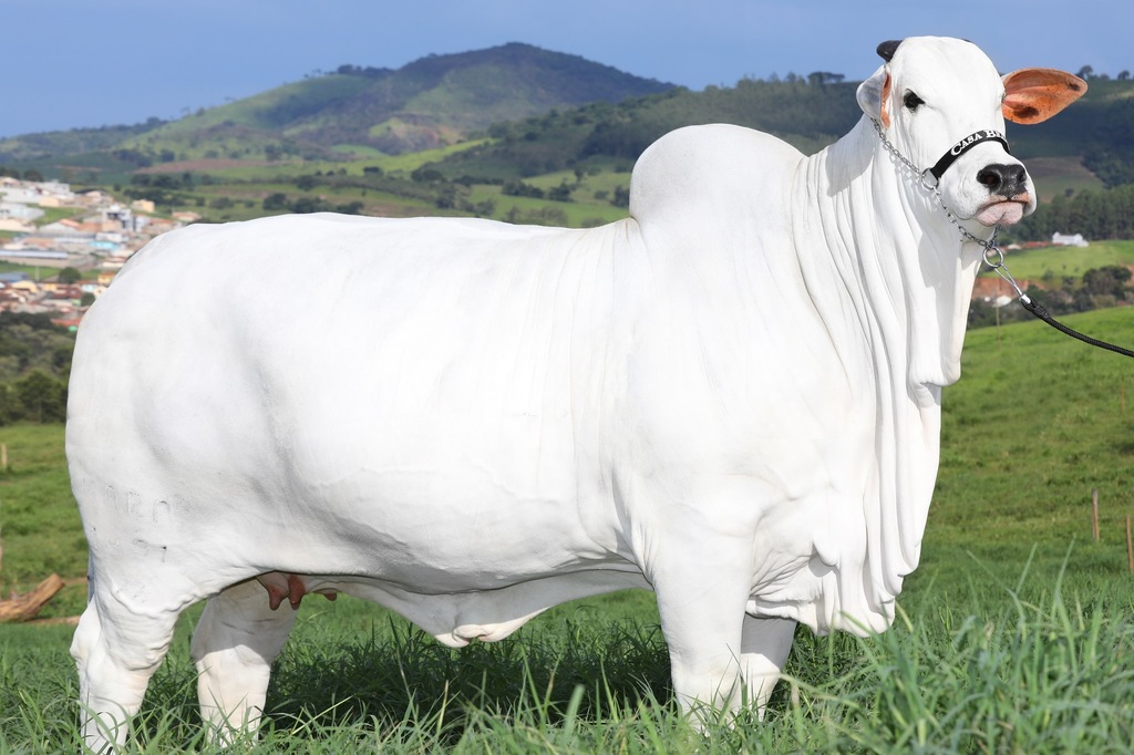 The World's Most Expensive Cow