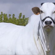 Viatina-19 FIV Mara Imóveis