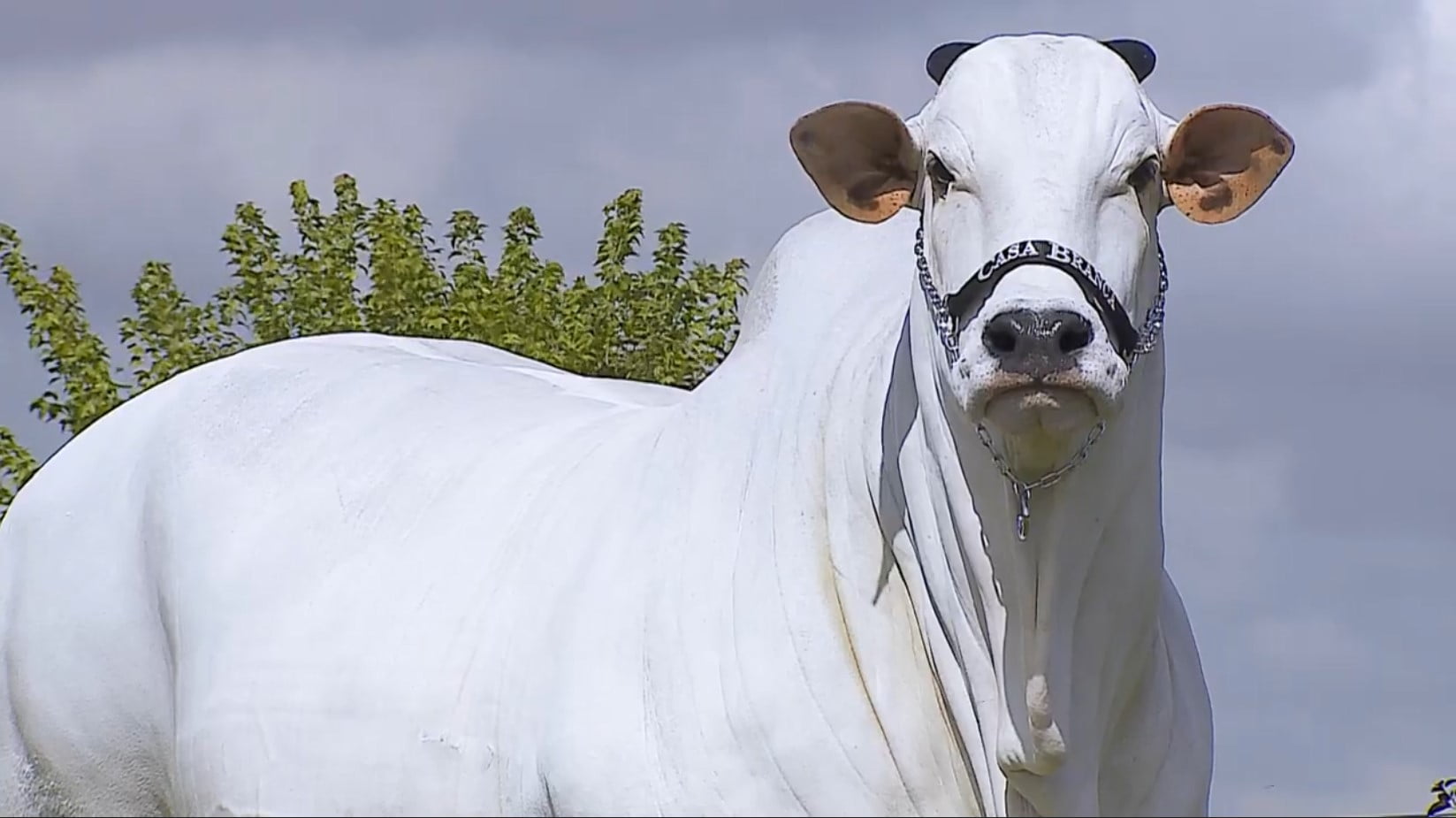 The Worlds Most Expensive Cow 