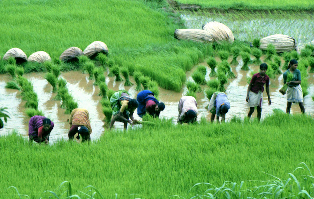 Tips to Farmers in Rainy Season