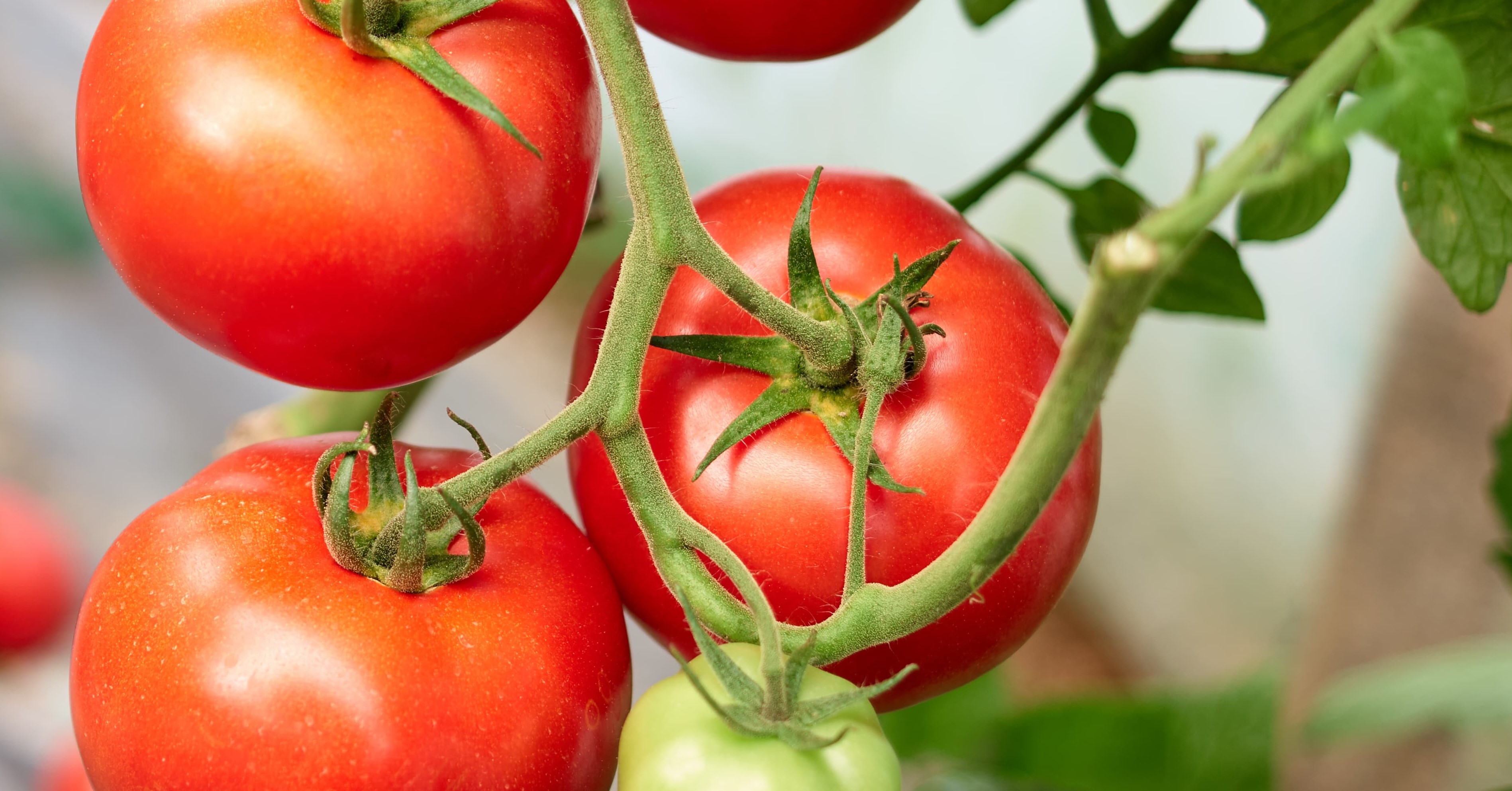 Tomato Fruit