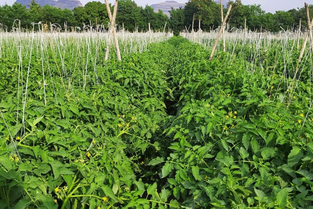 Tomato Farming