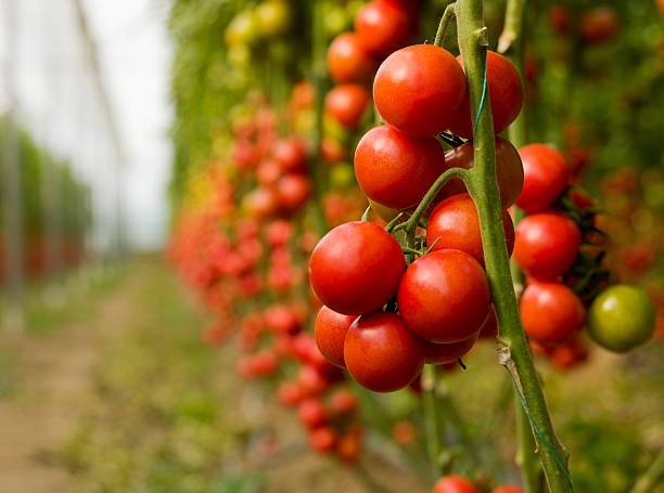 Tomato Crop