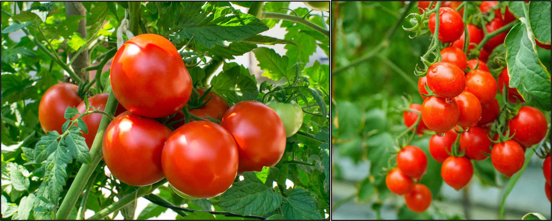 Tomato Crop Cultivation