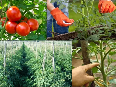 Tomato Crop Protection