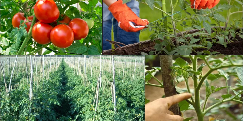 Tomato Crop Protection