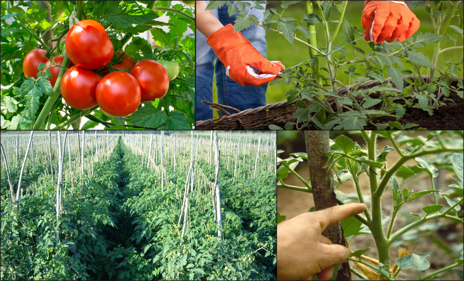 Tomato Crop Protection నైలాన్‌ తెరలు నుంచి టమాటా పంటను కాపాడుకుంటున్న