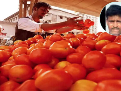 Tomato Farmer