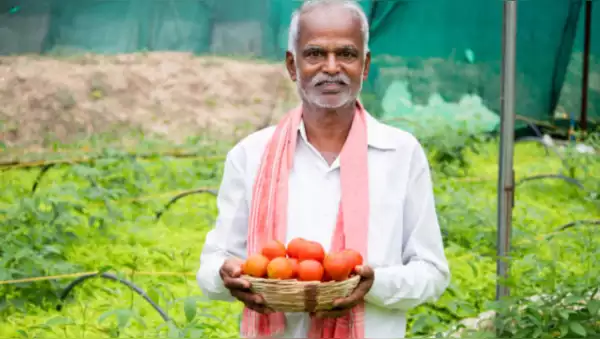 He made 30 lakhs by selling tomatoes in the local market