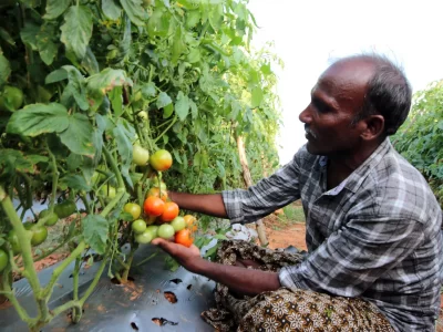 Tomato Farmers