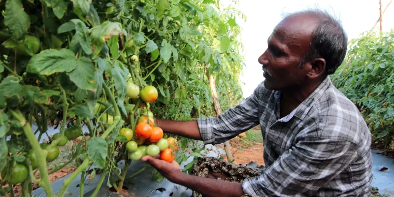 Tomato Farmers