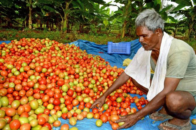 Tomato Farmers