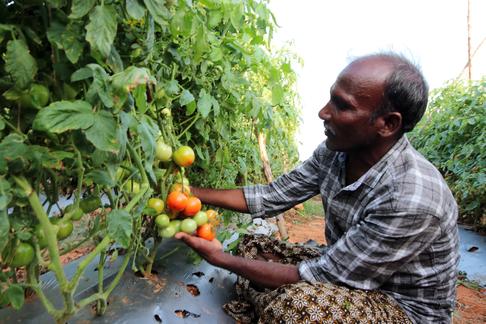 Tomato Farmers