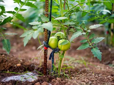 Tomato Staking Method