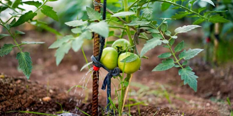 Tomato Staking Method