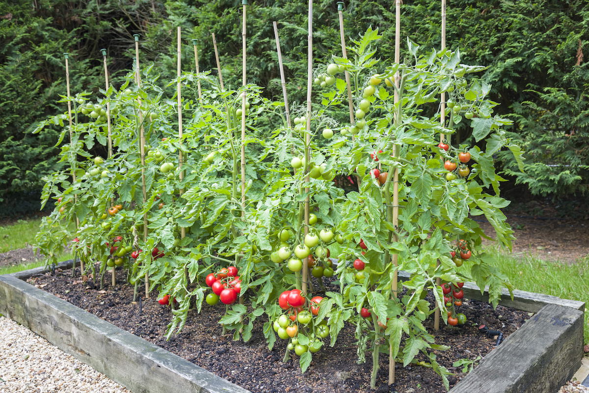 Tomato Staking Method