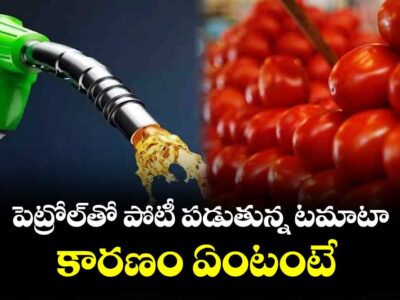 Tomato to Compete with Petrol Price