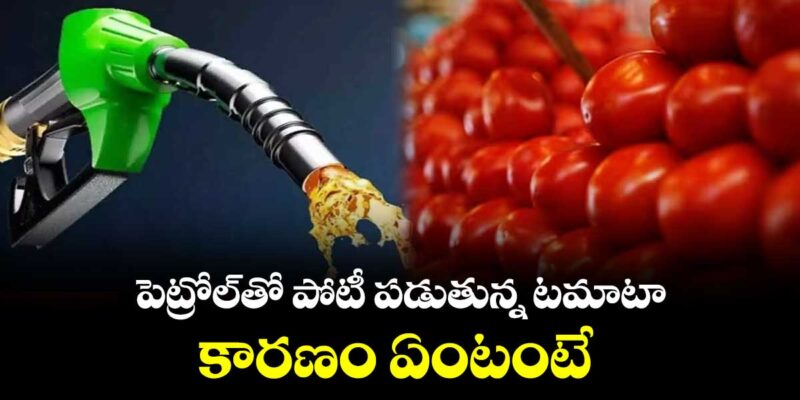 Tomato to Compete with Petrol Price