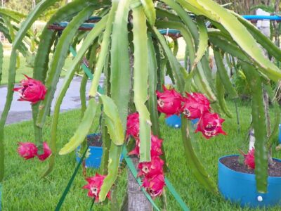 Dragon Fruit