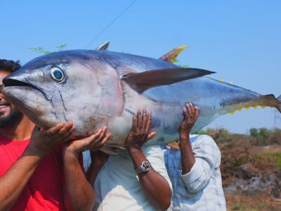 Tuna Fish Demand