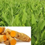 Turmeric Crop Processing