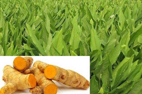 Turmeric Crop Processing