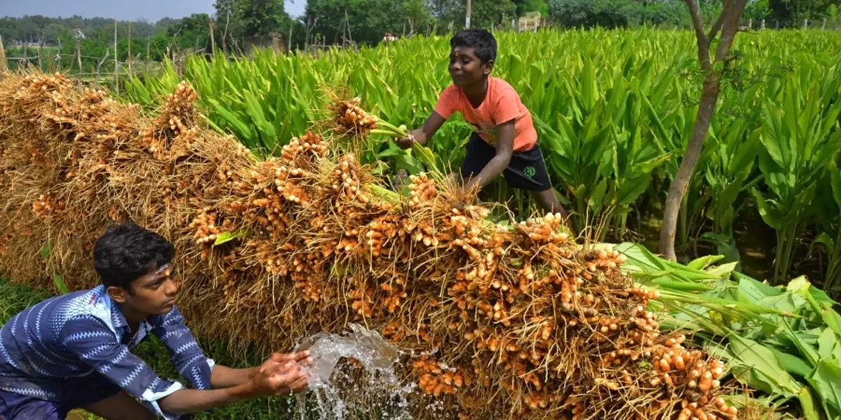 Turmeric Crop Processing