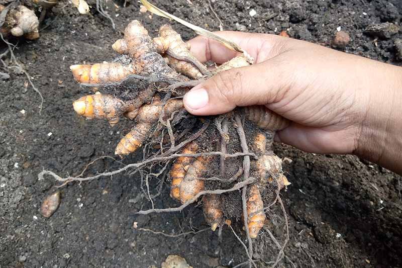 Turmeric Digging