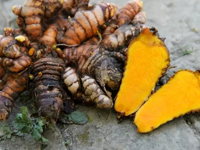 Turmeric Digging