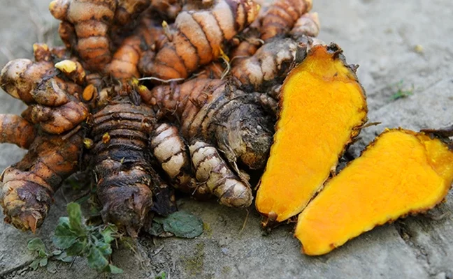 Turmeric Digging