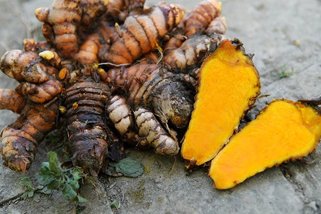 Turmeric Digging