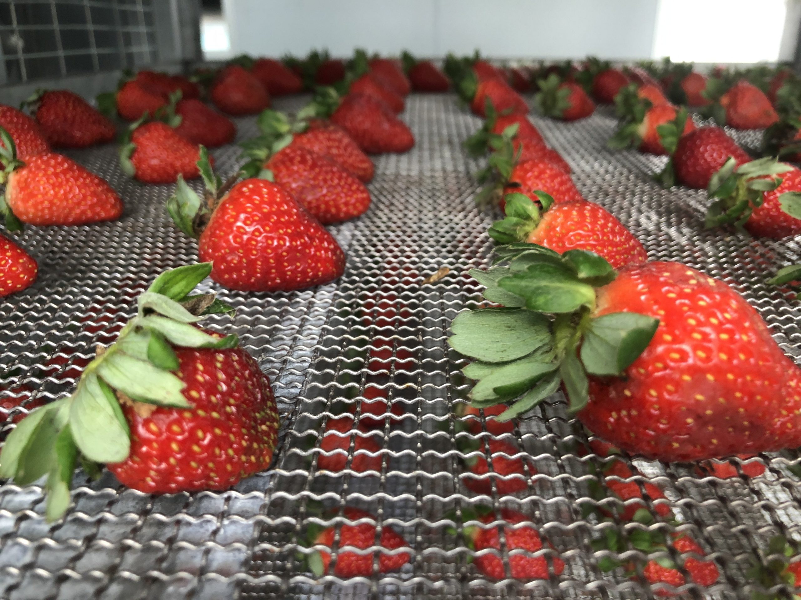 Solar Drying for Fruits and Vegetables