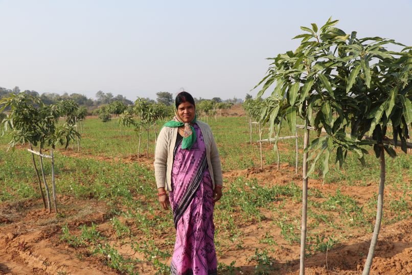 Mango Cultivation by Woman Farmer