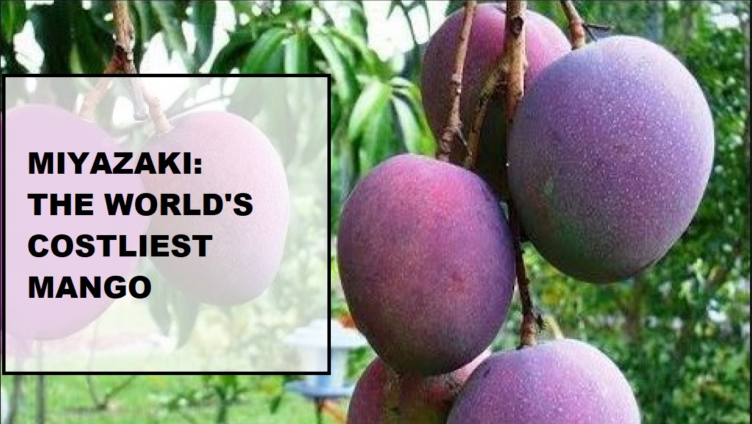 World's Expensive Mango 'Miyazaki'