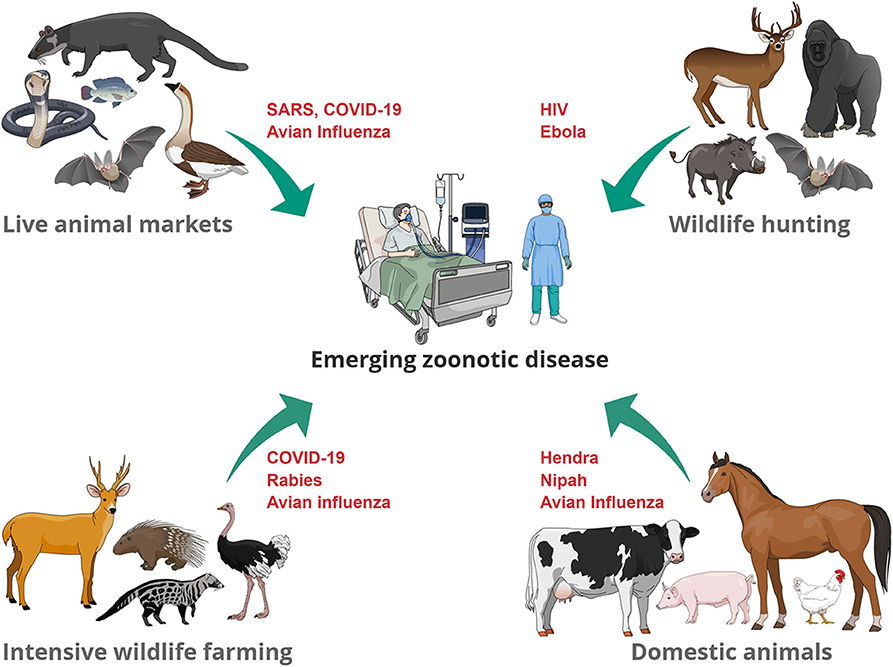 Emerging Zoonotic Diseases