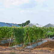 Bitter Gourd Cultivation in Canopy Method