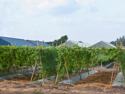 Bitter Gourd Cultivation in Canopy Method