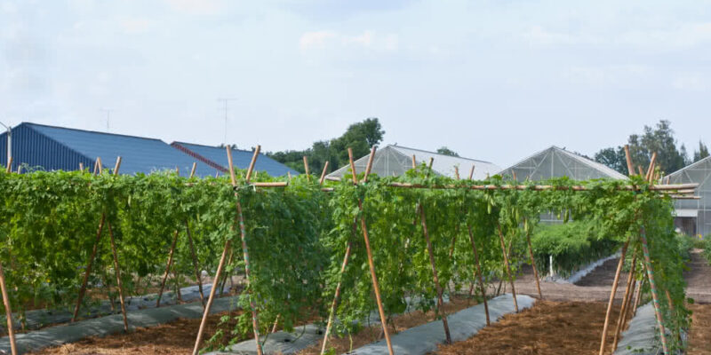 Bitter Gourd Cultivation in Canopy Method