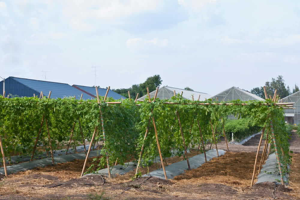 Bitter Gourd Cultivation in Canopy Method