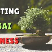 Bonsai Plants Business