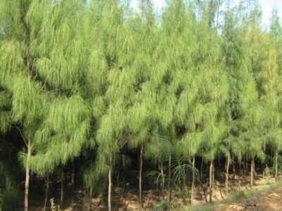 Casuarina