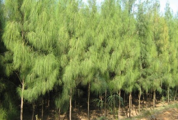 Casuarina