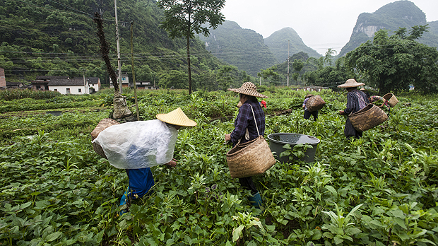 China's Engagement in Agriculture