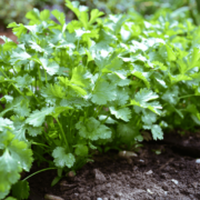 Coriander Farming Profit