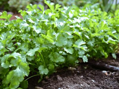 Coriander Farming Profit