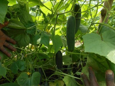 Cucumber Cultivation