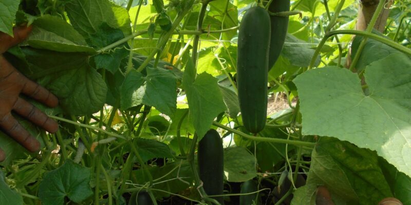 Cucumber Cultivation