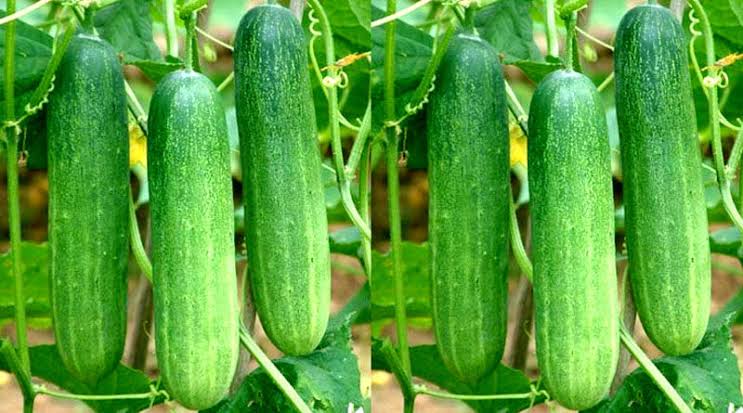 Cucumber Cultivation